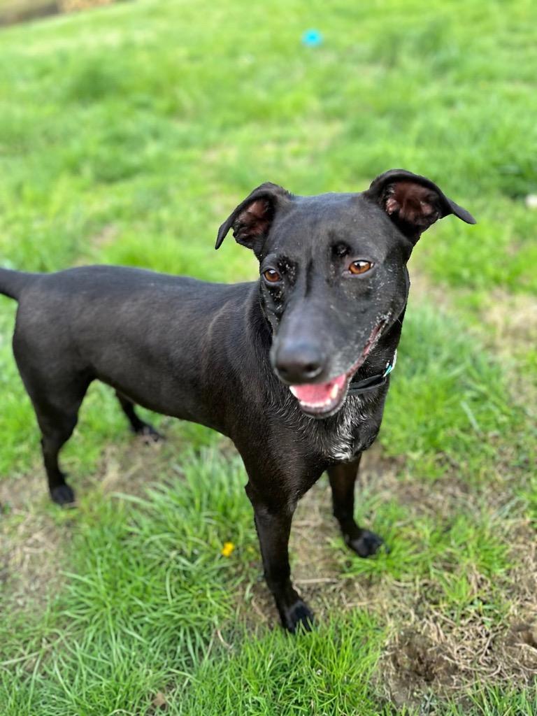 Diesel, a Adoptable mixed breed in Dalton, GA image 3/4