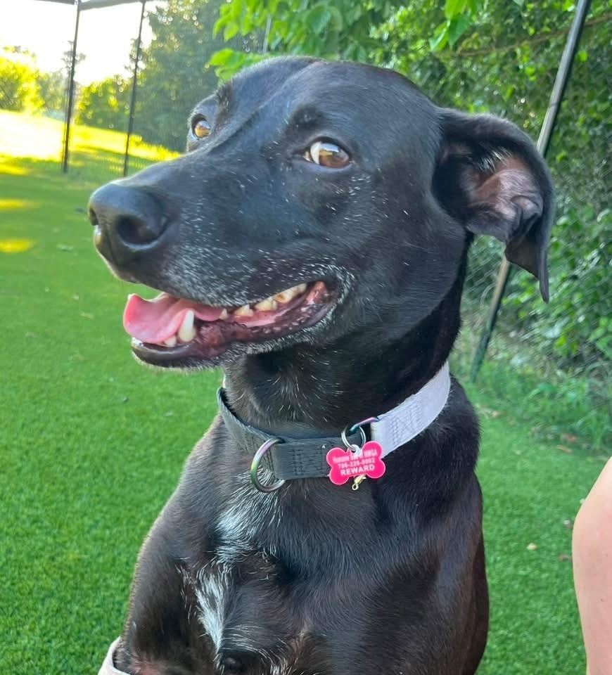 Enlarge Diesel, a Adoptable mixed breed in Dalton, GA image 2/5