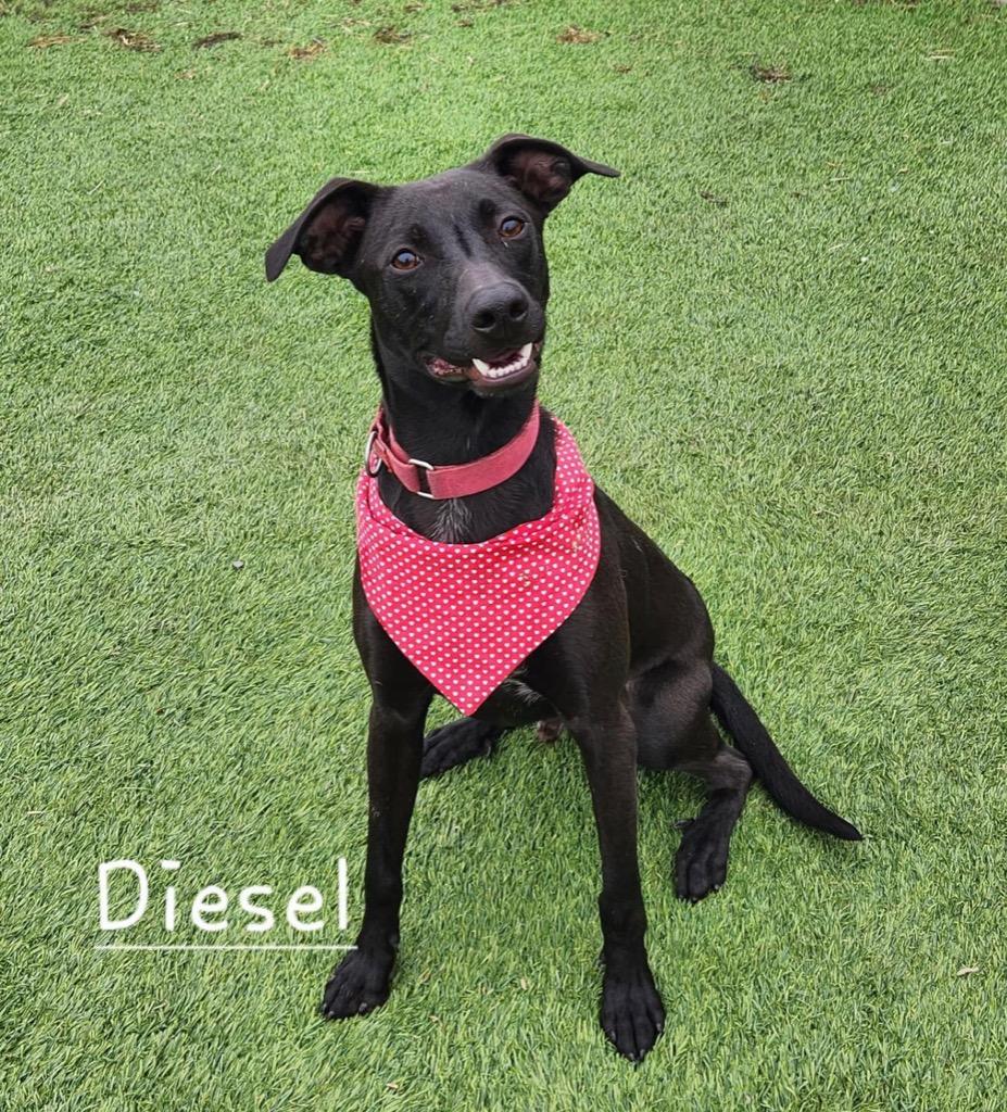 Diesel, a Adoptable mixed breed in Dalton, GA image 4/4