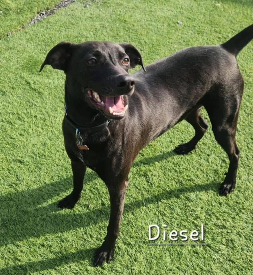 Enlarge Diesel, a Adoptable mixed breed in Dalton, GA image 4/5