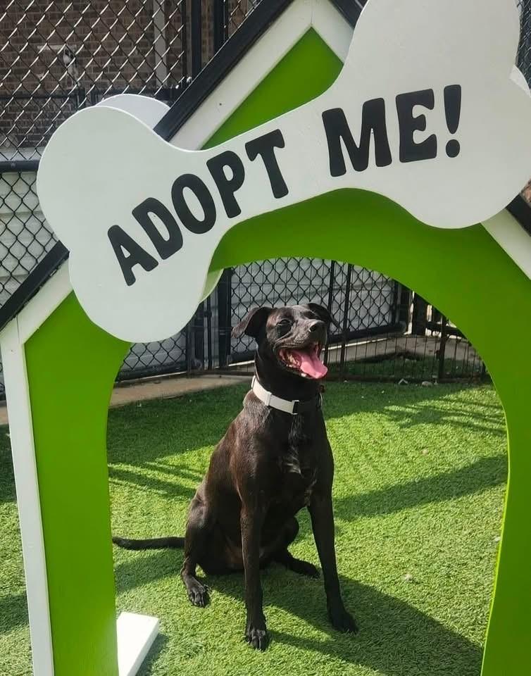 Enlarge Diesel, a Adoptable mixed breed in Dalton, GA image 5/5
