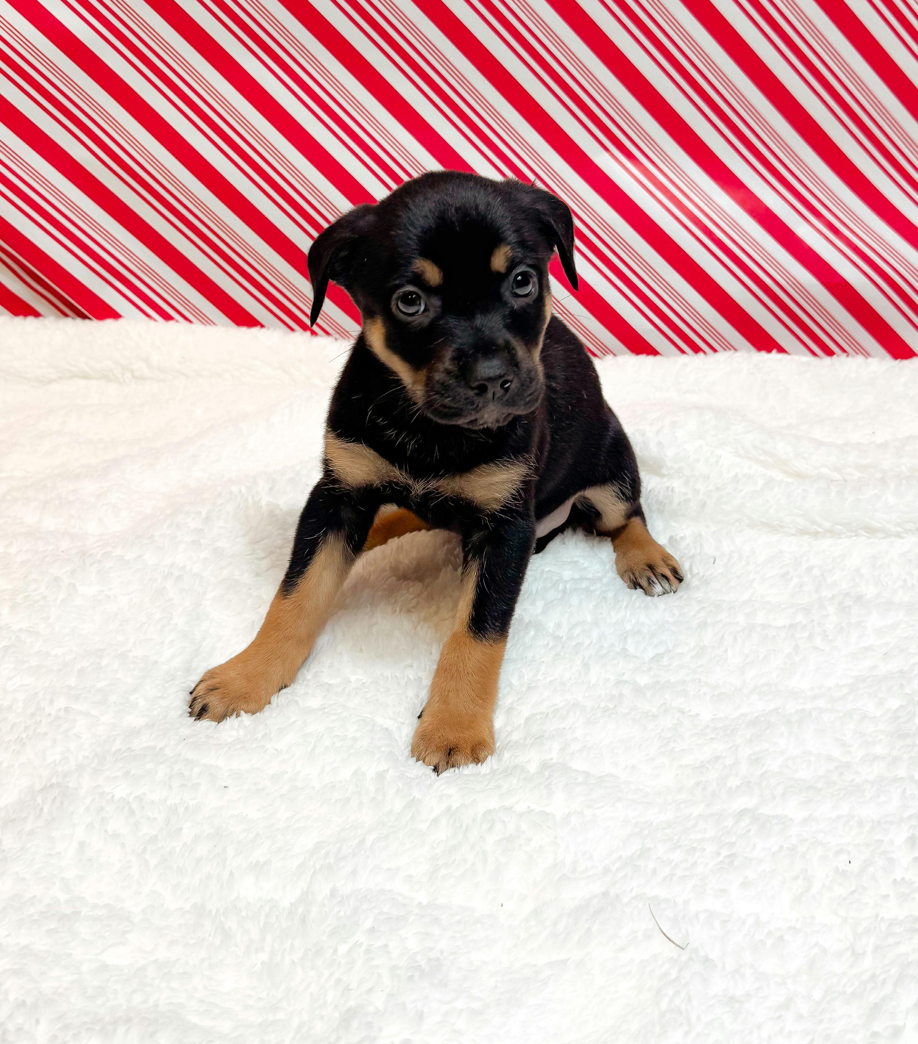 Violet June, ADOPTABLE, Puppy Female Mixed Breed.
