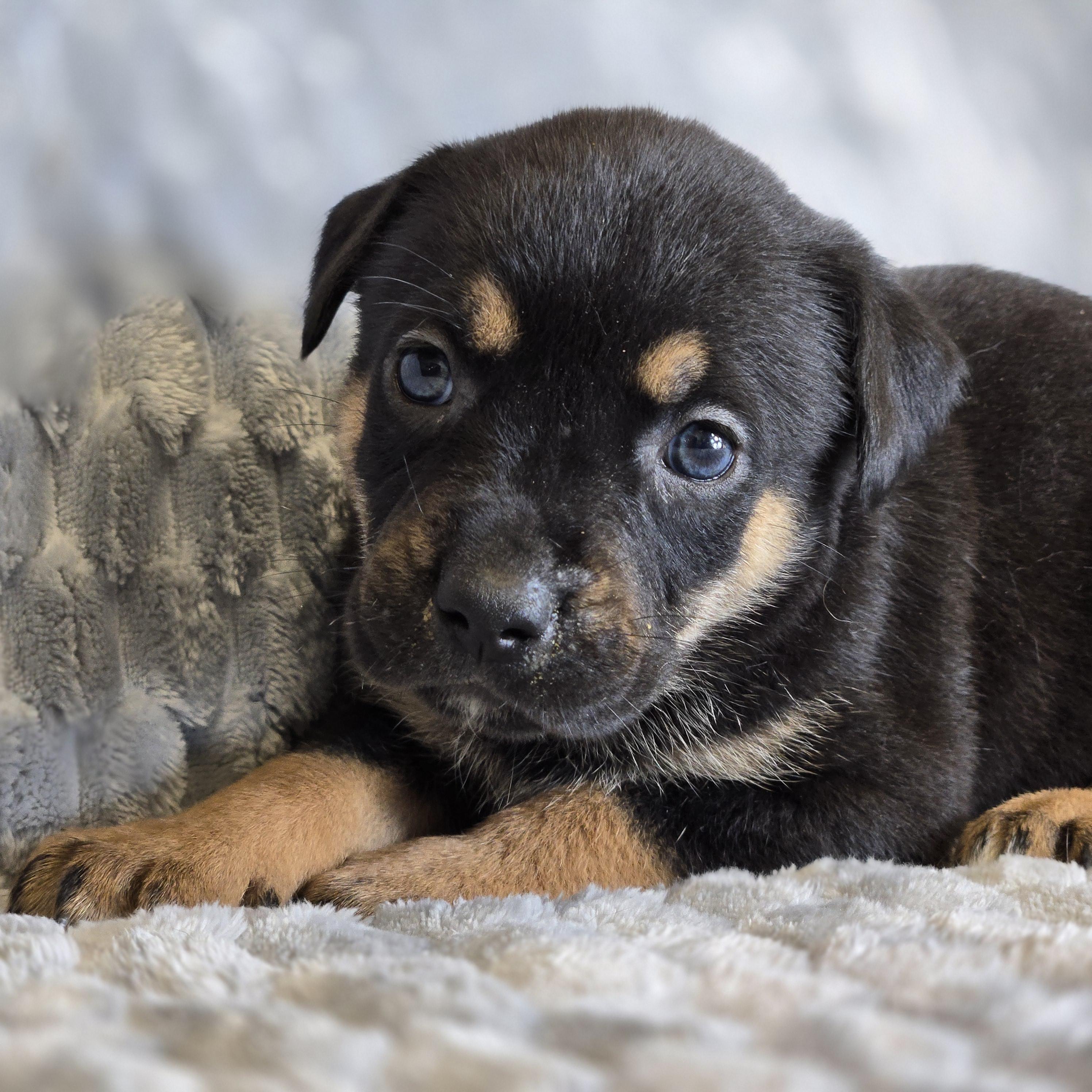 Enlarge Violet June, a ADOPTABLE Mixed Breed in Mansfield, TX image 2/2