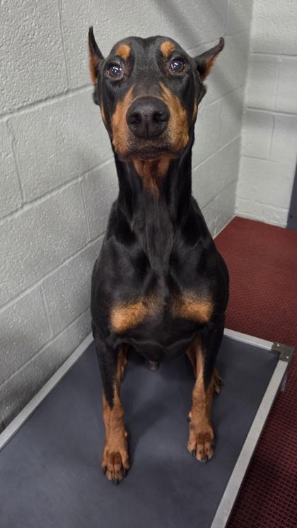 Enlarge Blaze, a Adoptable Doberman Pinscher in Malvern, PA image 1/3