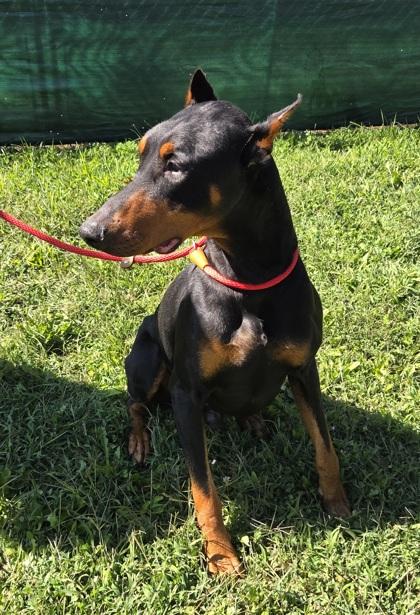 Blaze, Adoptable, Adult Male Doberman Pinscher.