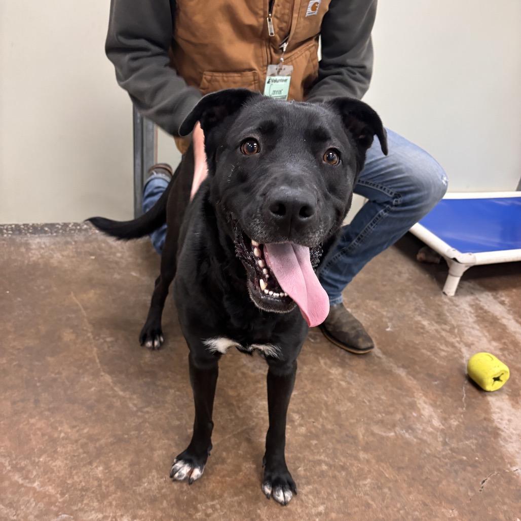 Franny, Adoptable, Adult Female Mixed Breed.