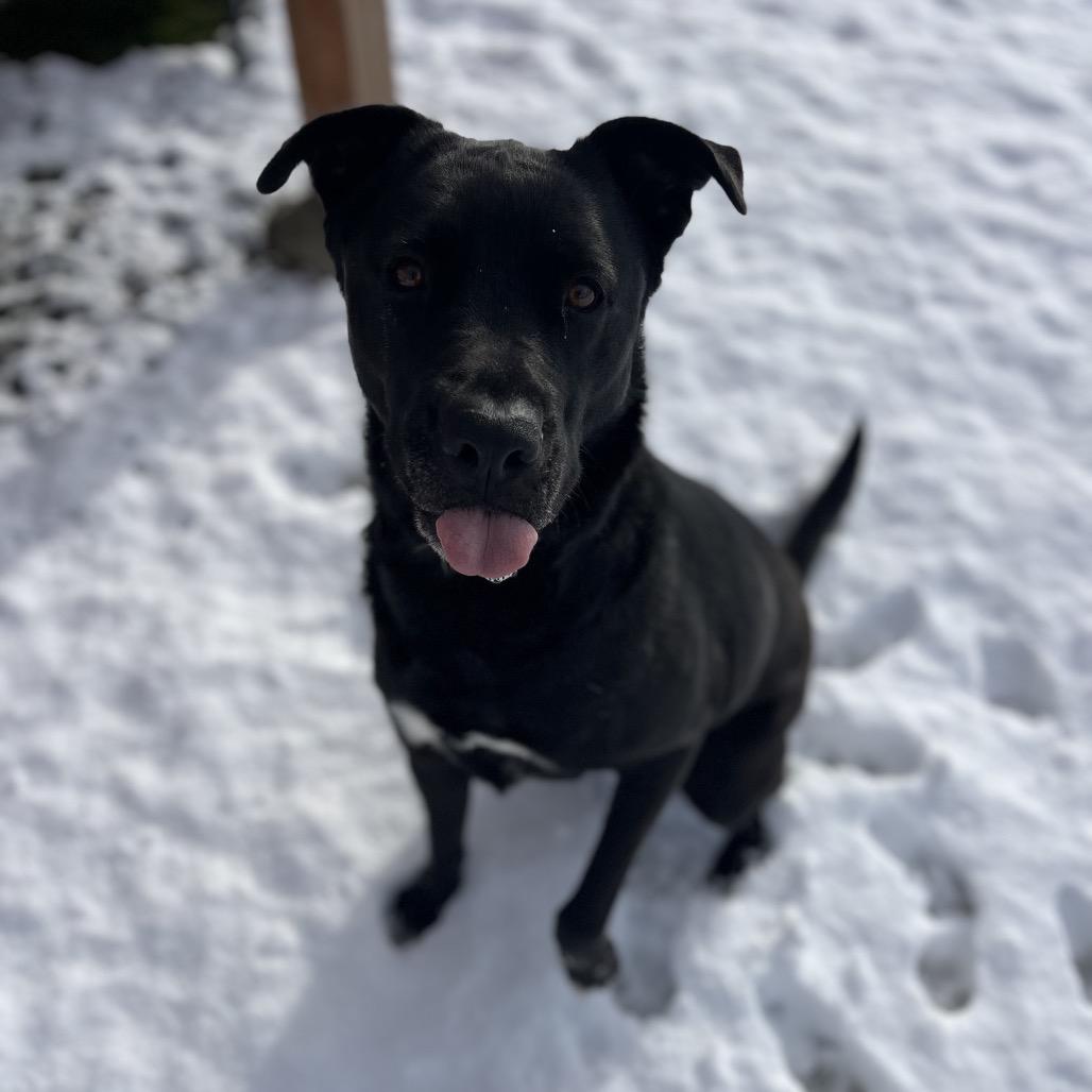 Enlarge Franny, a Adoptable Mixed Breed in Spokane, WA image 2/5