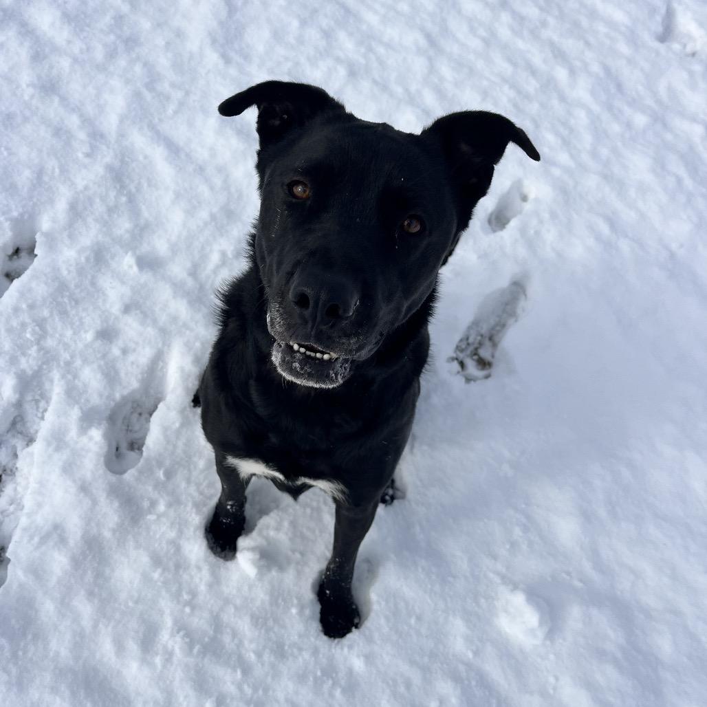 Enlarge Franny, a Adoptable Mixed Breed in Spokane, WA image 3/5