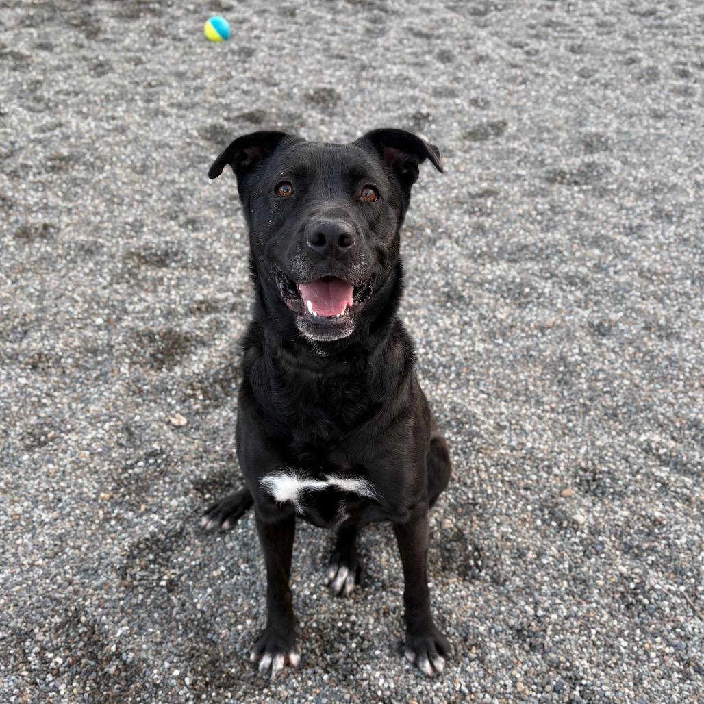 Enlarge Franny, a Adoptable Mixed Breed in Spokane, WA image 4/5