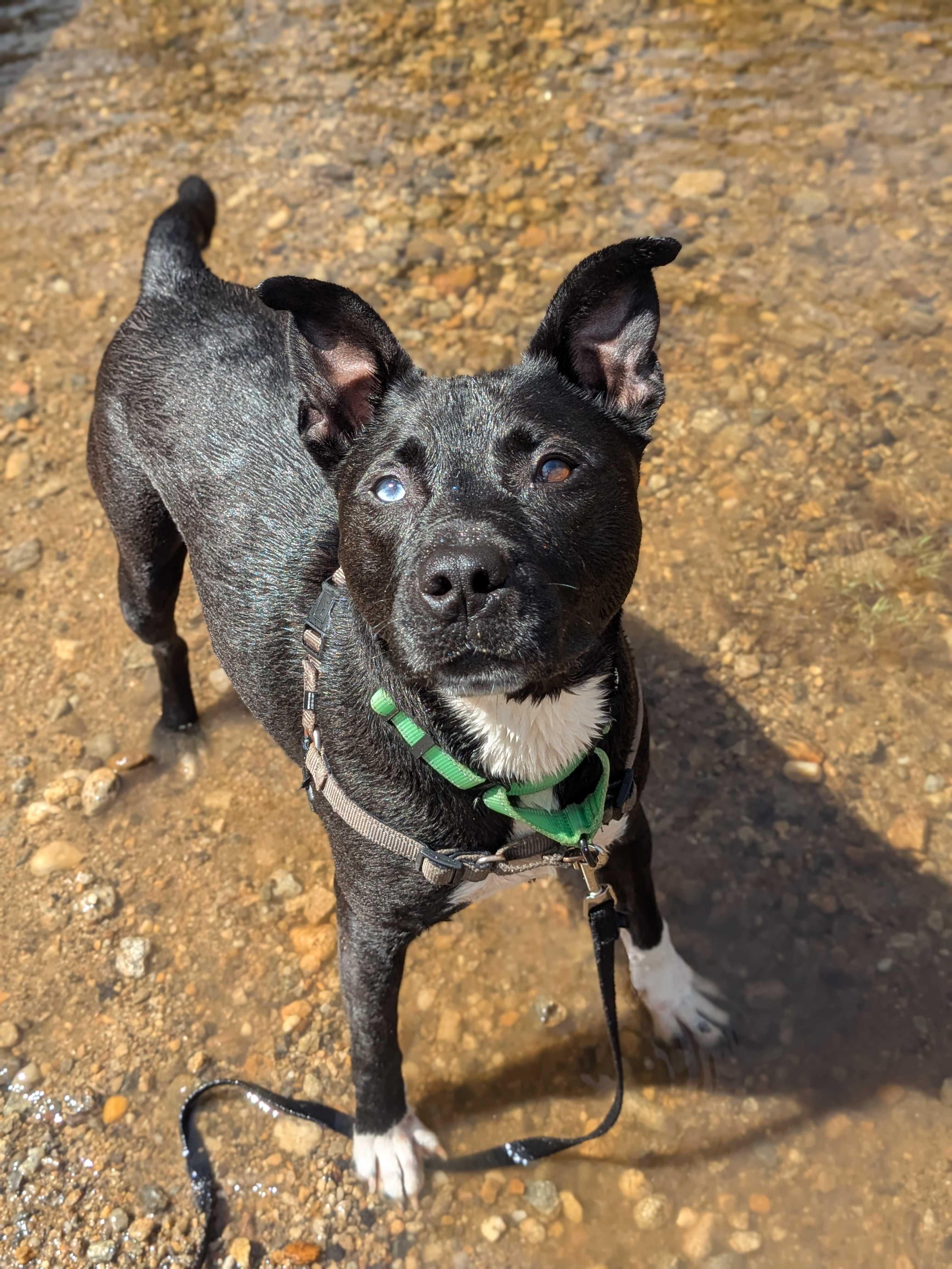 Enlarge Mars, a Adoptable mixed breed in Manchester, NH image 3/6