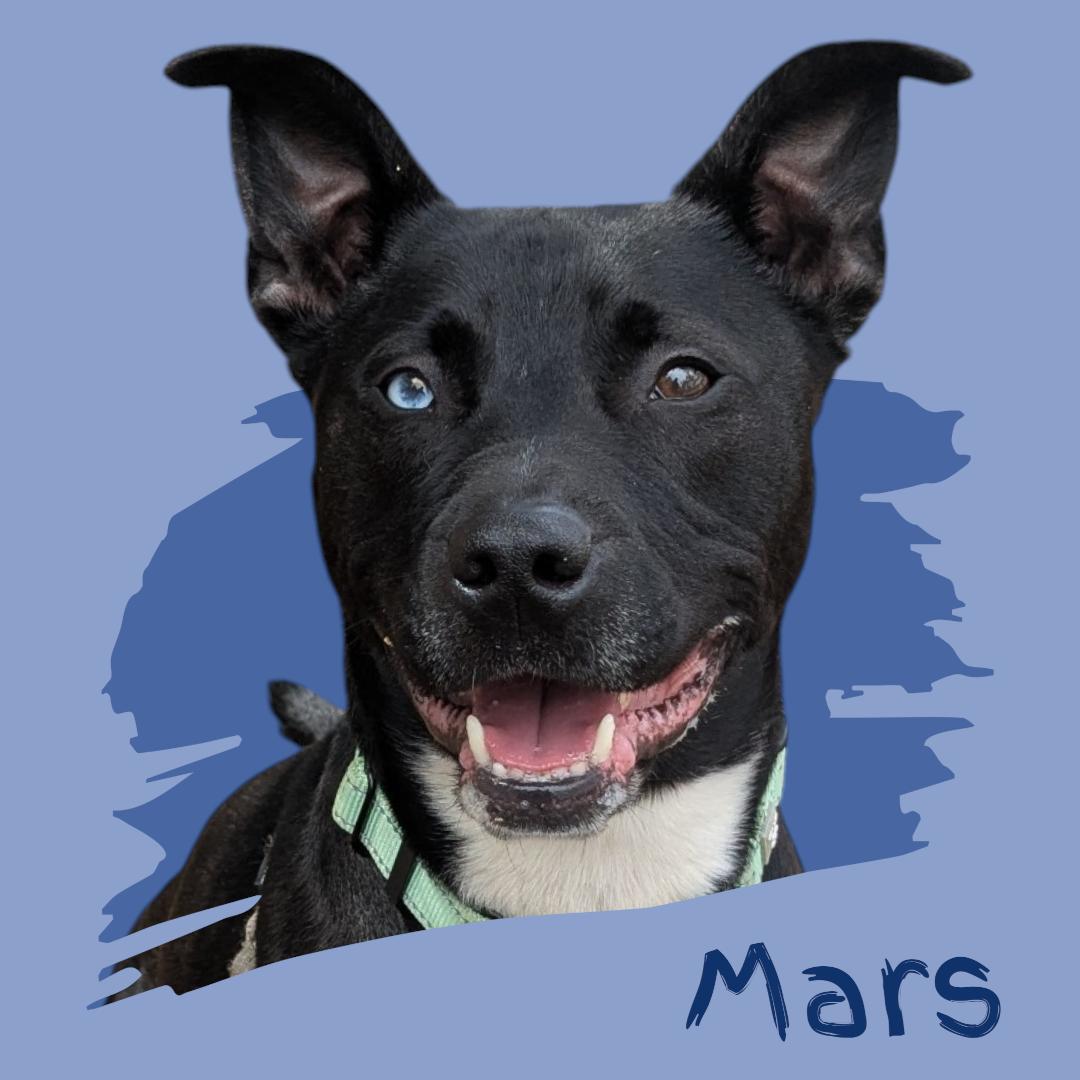 Mars, Adoptable, Adult Male Pit Bull Terrier & Cattle Dog.