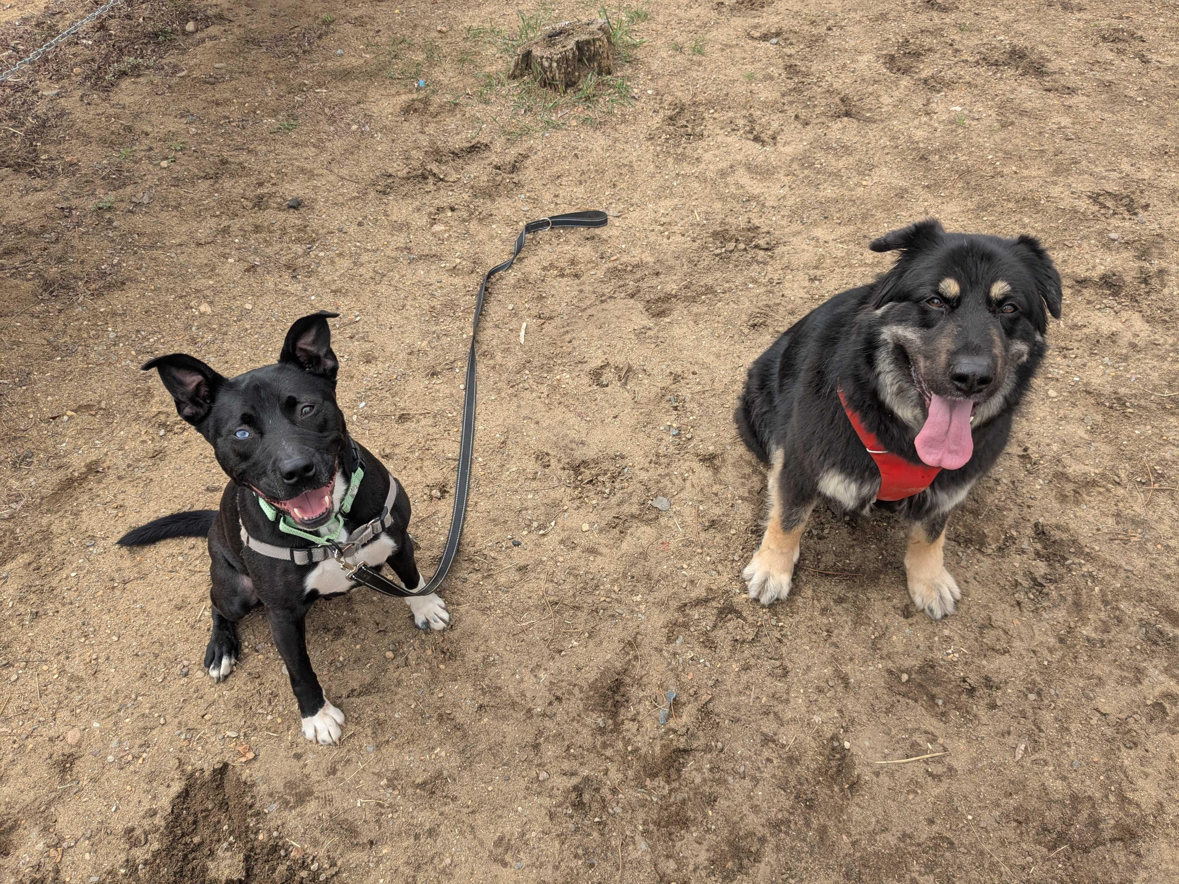 Enlarge Mars, a Adoptable mixed breed in Manchester, NH image 5/6