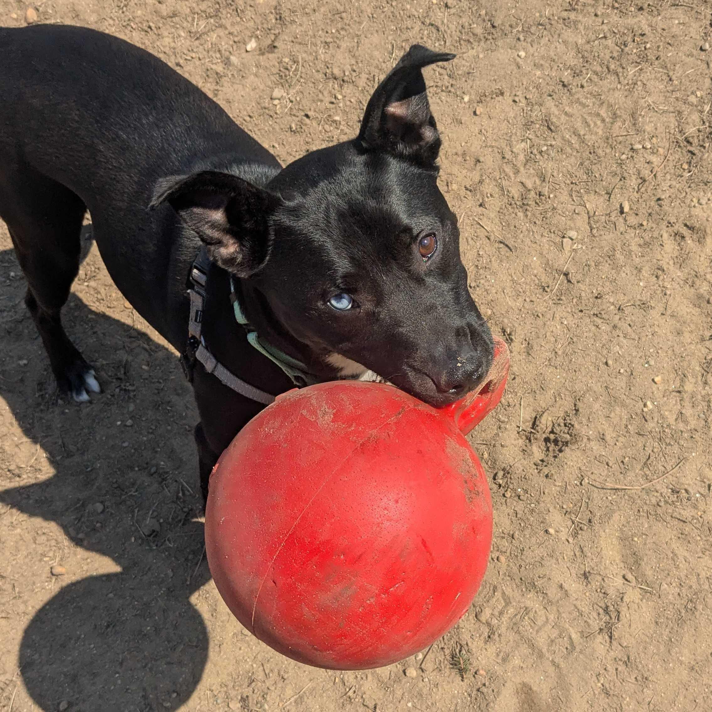 Enlarge Mars, a Adoptable mixed breed in Manchester, NH image 2/6