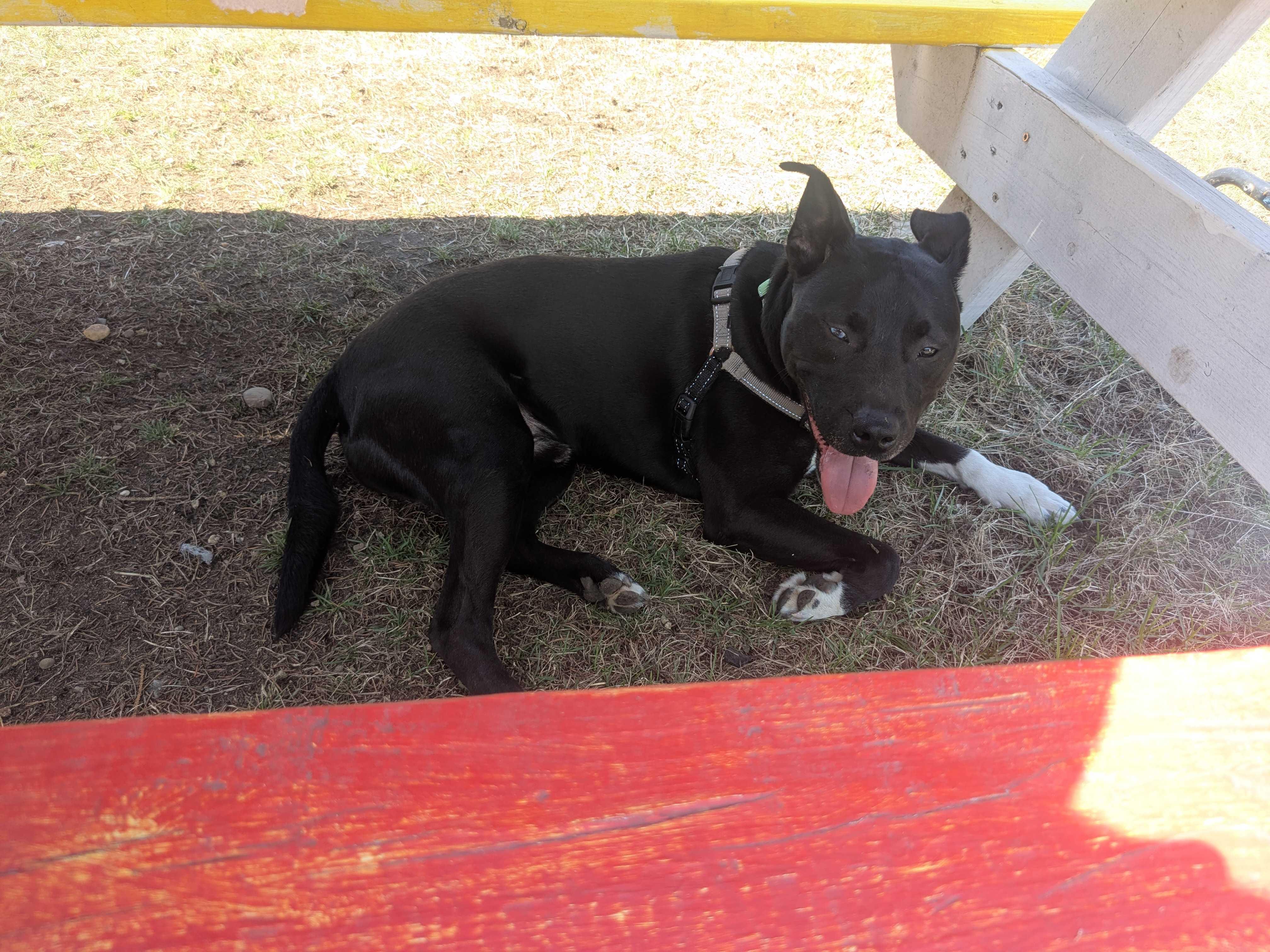 Enlarge Mars, a Adoptable mixed breed in Manchester, NH image 6/6