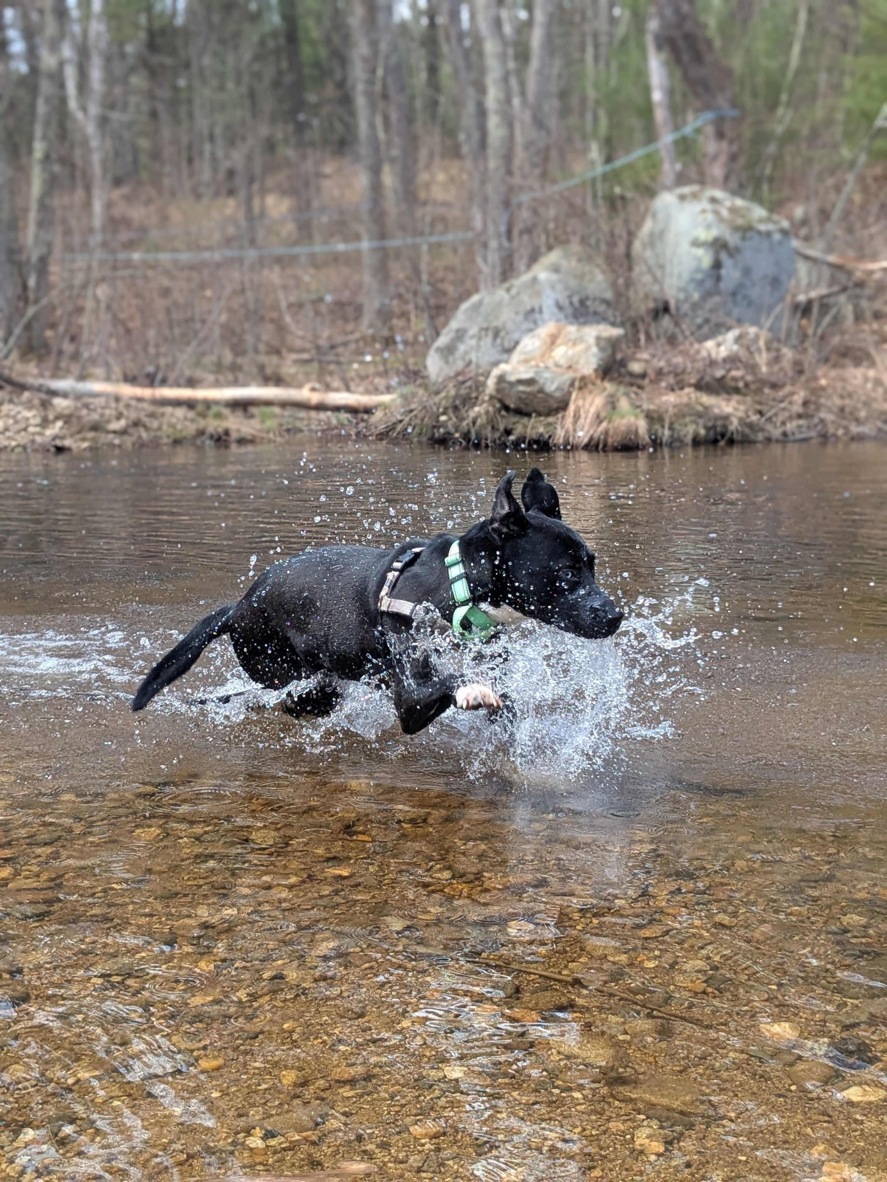 Enlarge Mars, a Adoptable mixed breed in Manchester, NH image 4/6