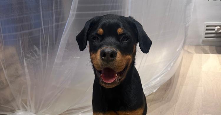 Lemon, Adoptable, Puppy Male Rottweiler.
