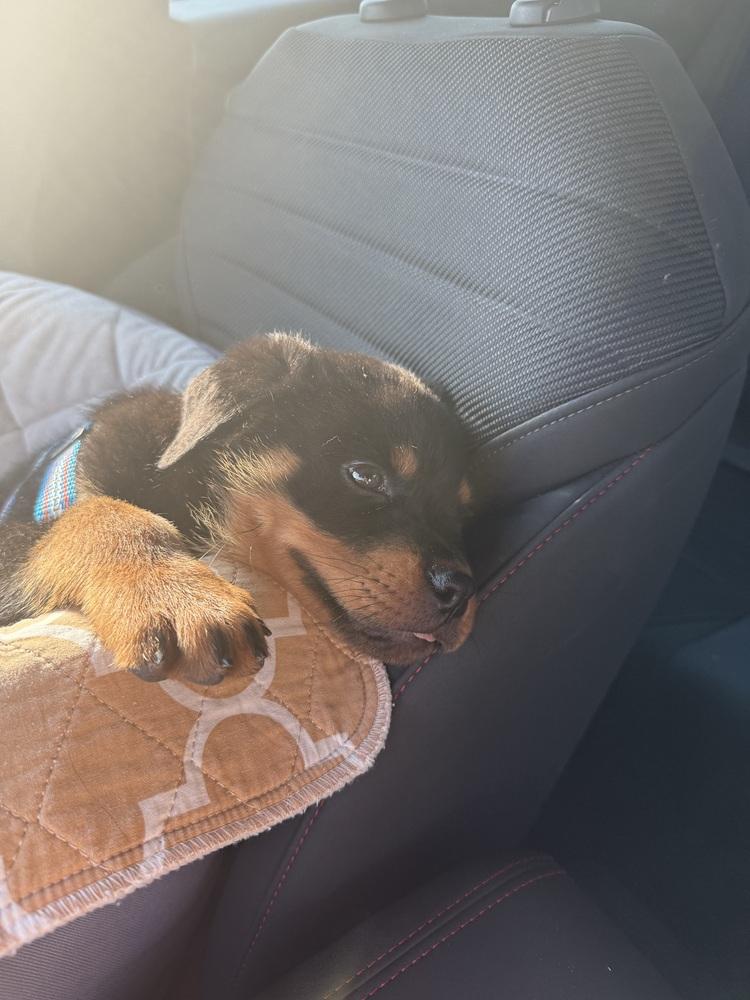 Enlarge Lemon, a Adoptable Rottweiler in Gilbert, AZ image 2/6