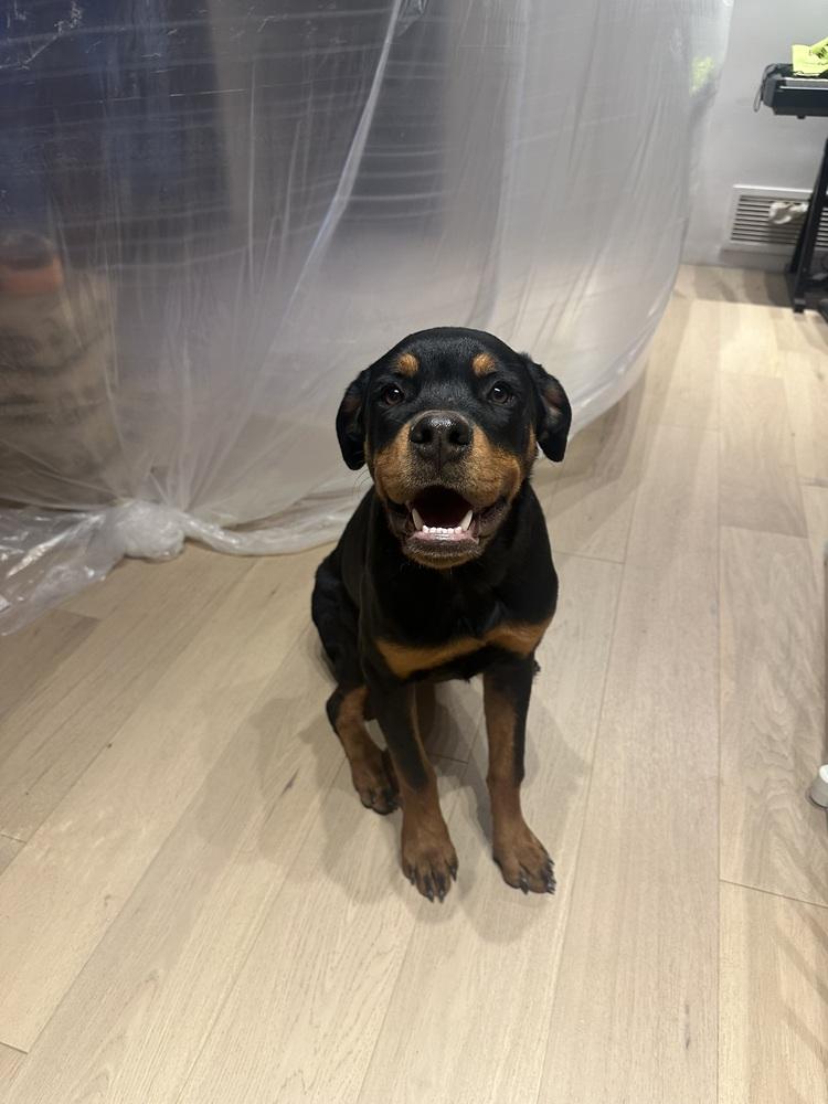 Enlarge Lemon, a Adoptable Rottweiler in Gilbert, AZ image 4/6