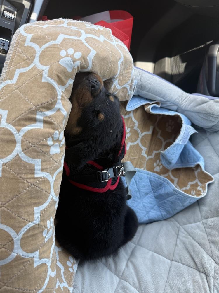 Enlarge Lemon, a Adoptable Rottweiler in Gilbert, AZ image 5/6