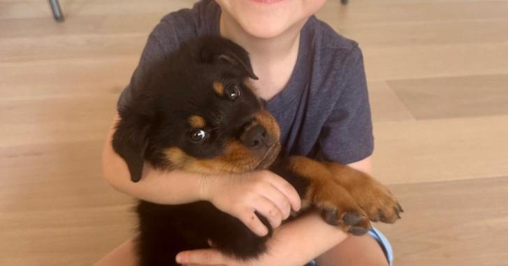 Enlarge Lemon, a Adoptable Rottweiler in Gilbert, AZ image 6/6