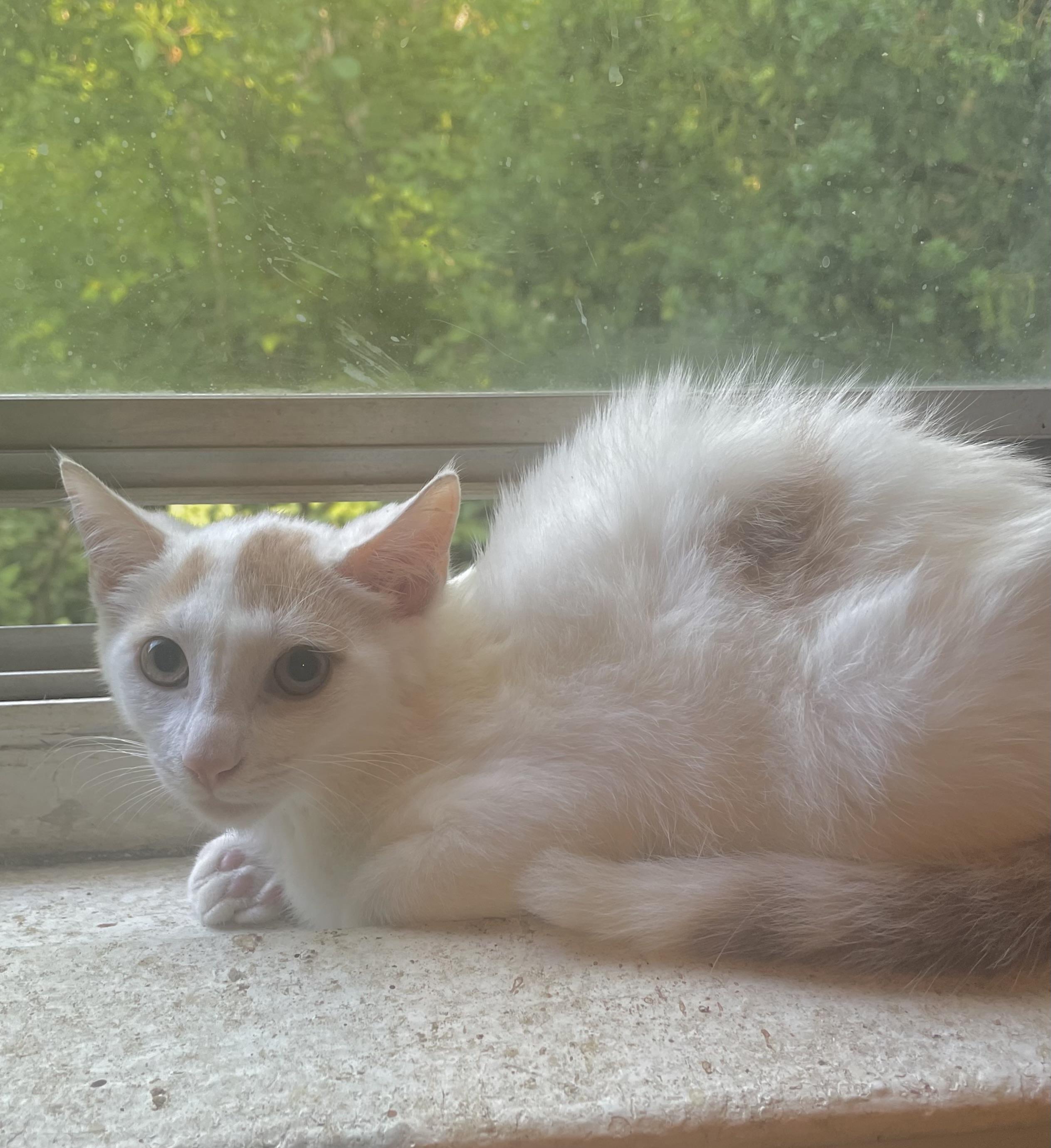 Oliver