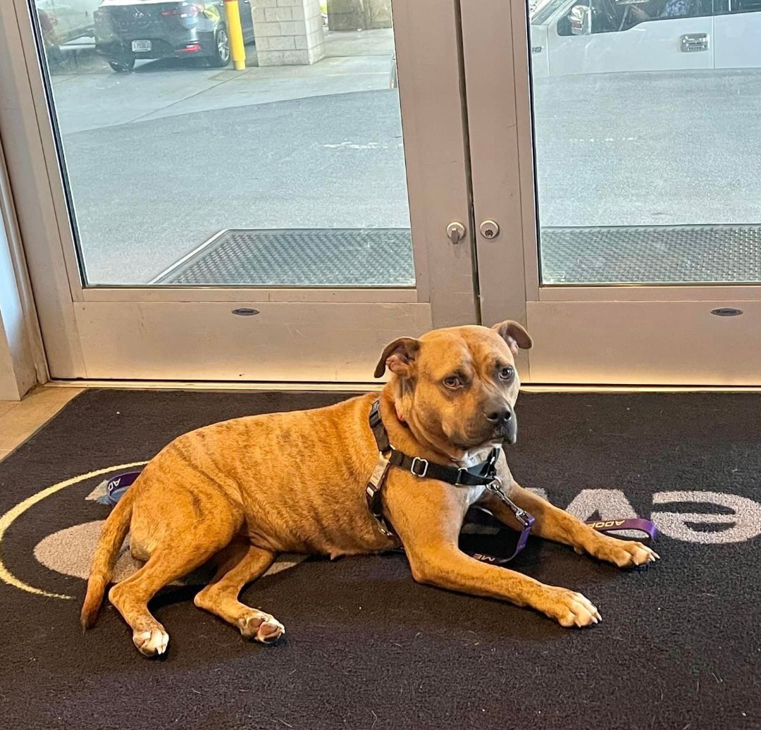 Catniss, Adoptable, Adult Female Terrier.