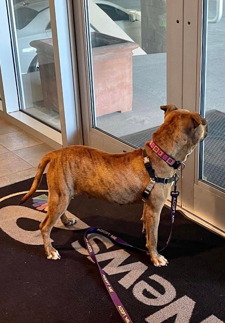 Catniss, a Adoptable mixed breed in Hollywood, SC image 2/8