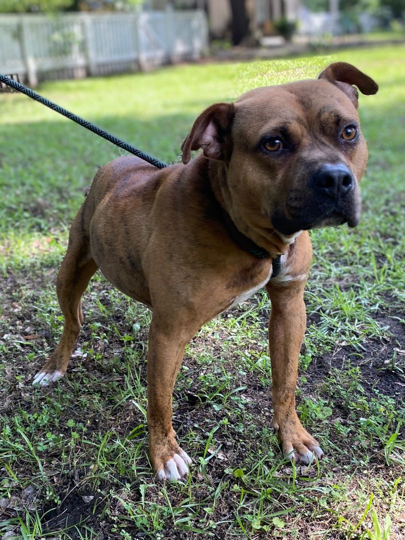 Catniss, a Adoptable mixed breed in Hollywood, SC image 3/8