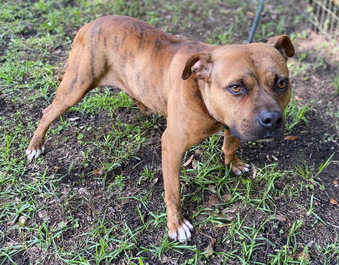 Catniss, a Adoptable mixed breed in Hollywood, SC image 4/8