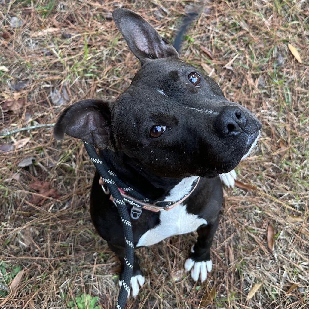 Enlarge Winnie 9125, a Adoptable Mixed Breed in Columbus, GA image 1/6