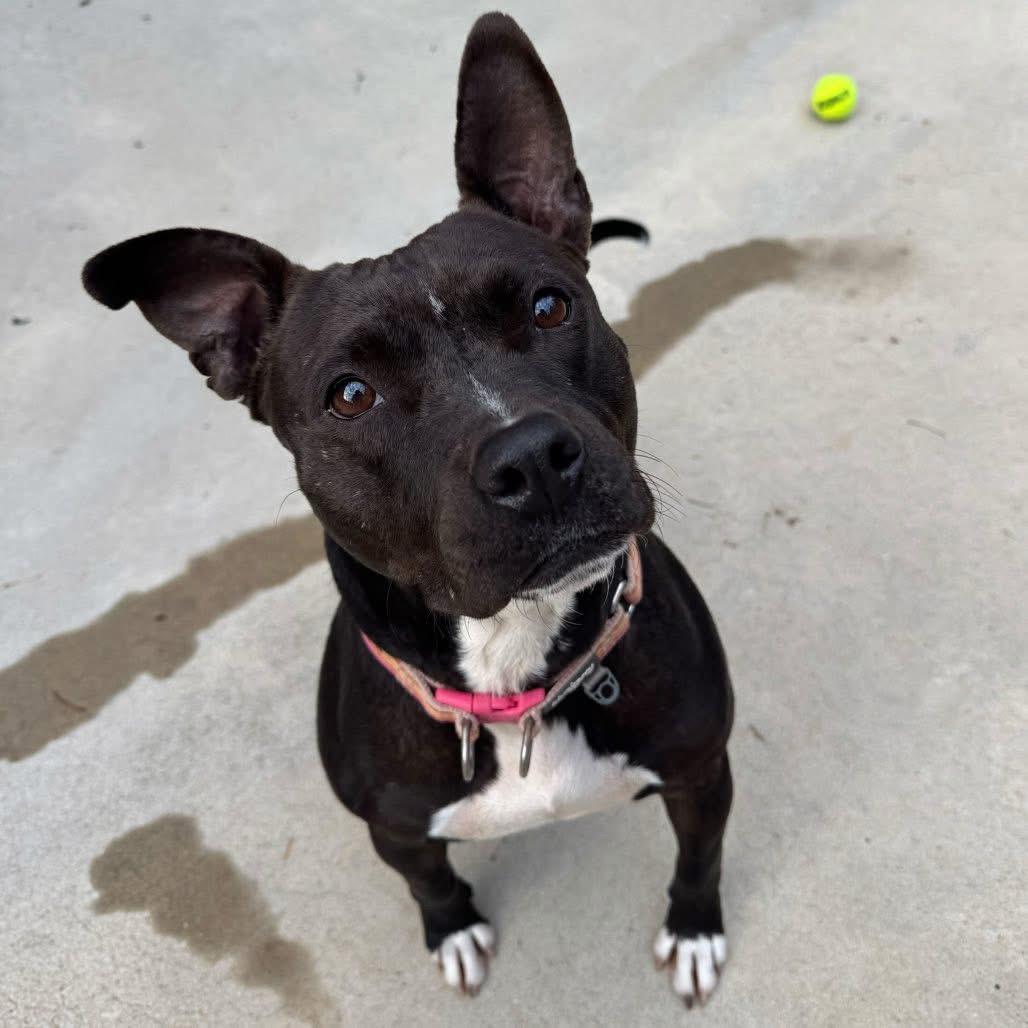 Enlarge Winnie 9125, a Adoptable Mixed Breed in Columbus, GA image 3/6