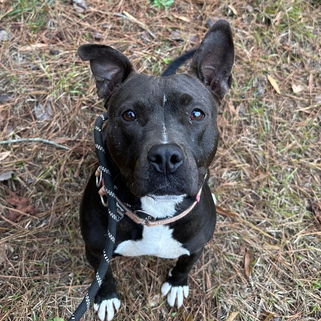 Enlarge Winnie 9125, a Adoptable Mixed Breed in Columbus, GA image 2/6