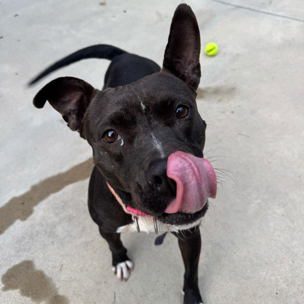 Enlarge Winnie 9125, a Adoptable Mixed Breed in Columbus, GA image 4/6