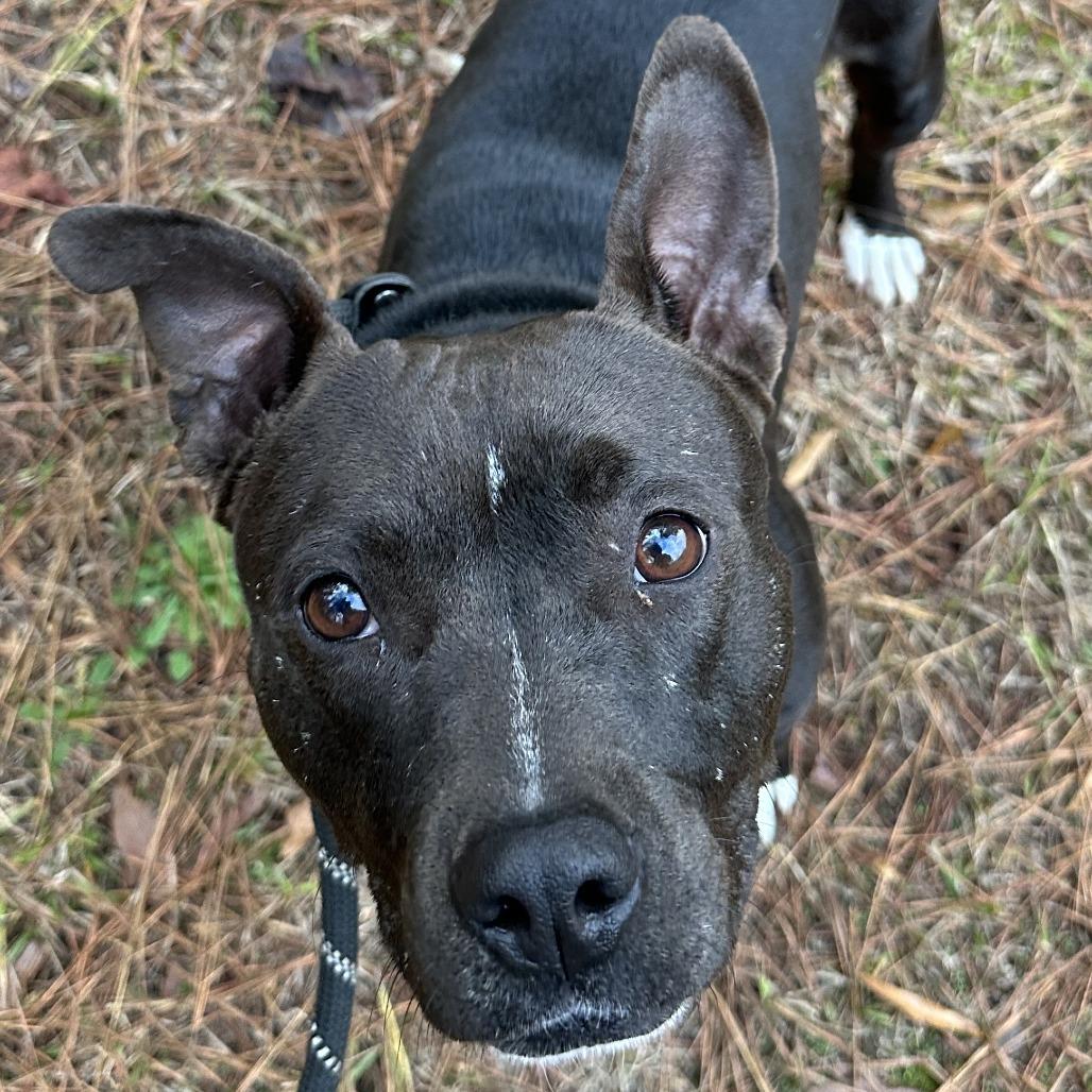 Enlarge Winnie 9125, a Adoptable Mixed Breed in Columbus, GA image 5/6