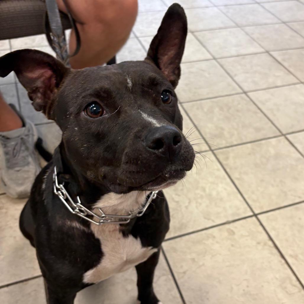 Enlarge Winnie 9125, a Adoptable Mixed Breed in Columbus, GA image 6/6