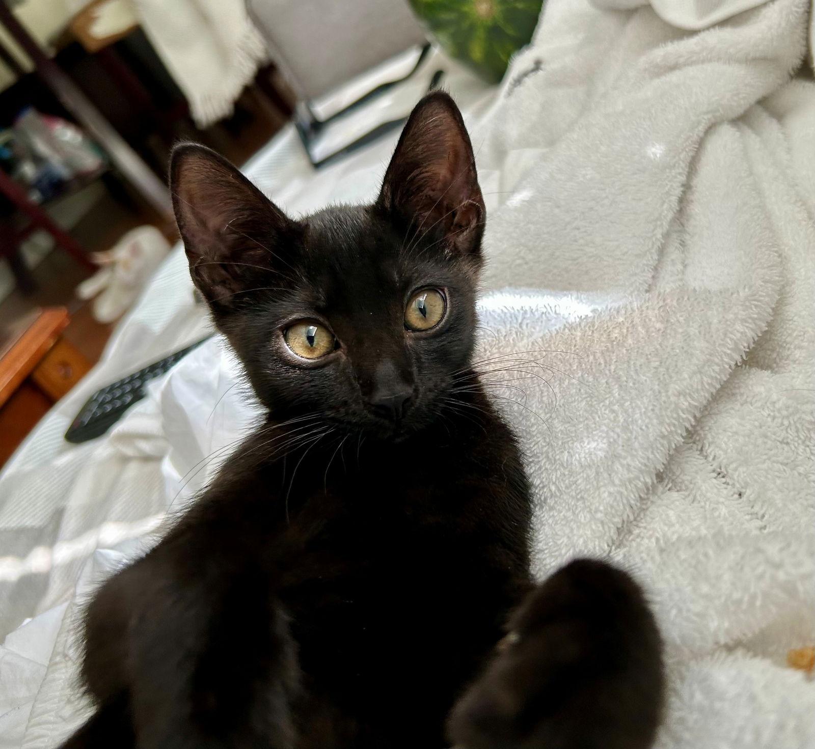 Enlarge TILLY, a Adoptable American Shorthair in Oakland Park, FL image 1/3