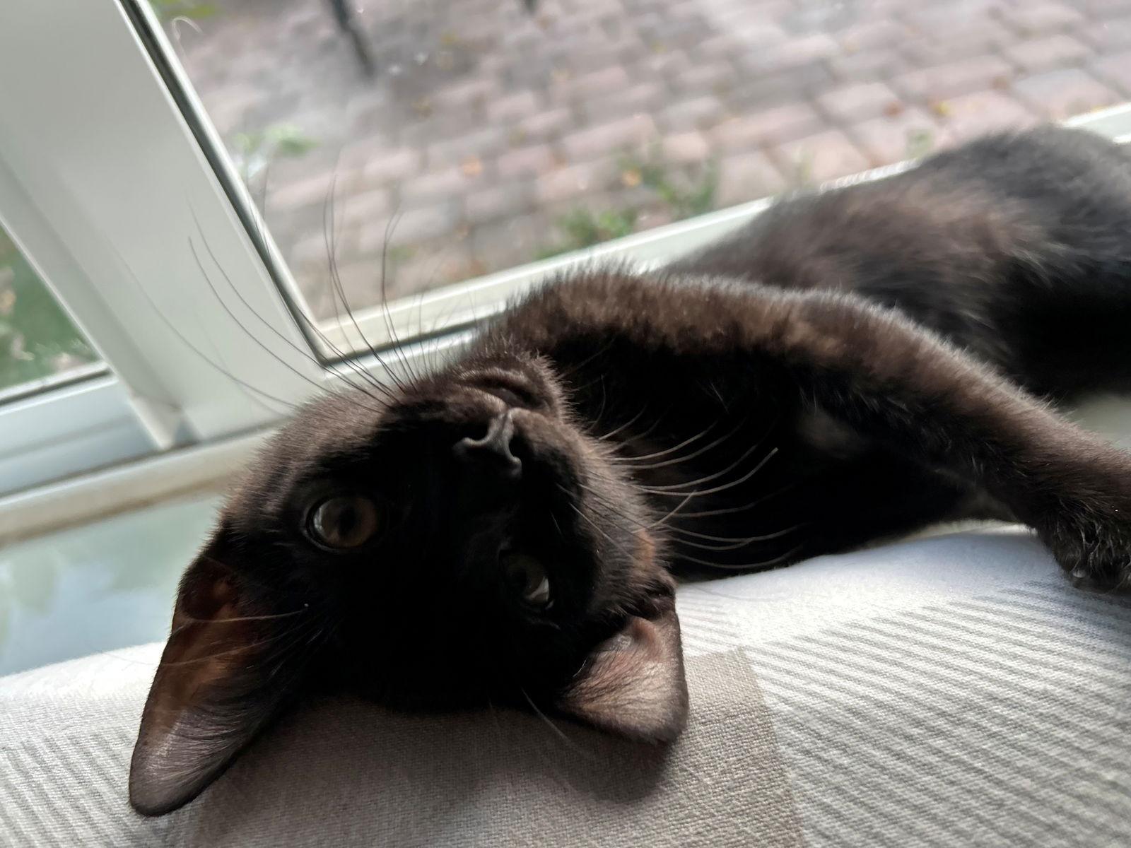 Enlarge TILLY, a Adoptable American Shorthair in Oakland Park, FL image 2/3