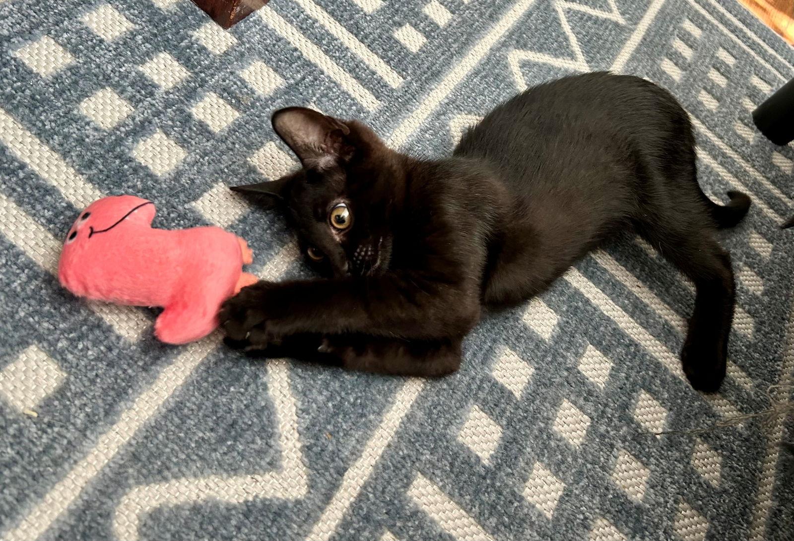 Enlarge TILLY, a Adoptable American Shorthair in Oakland Park, FL image 3/3