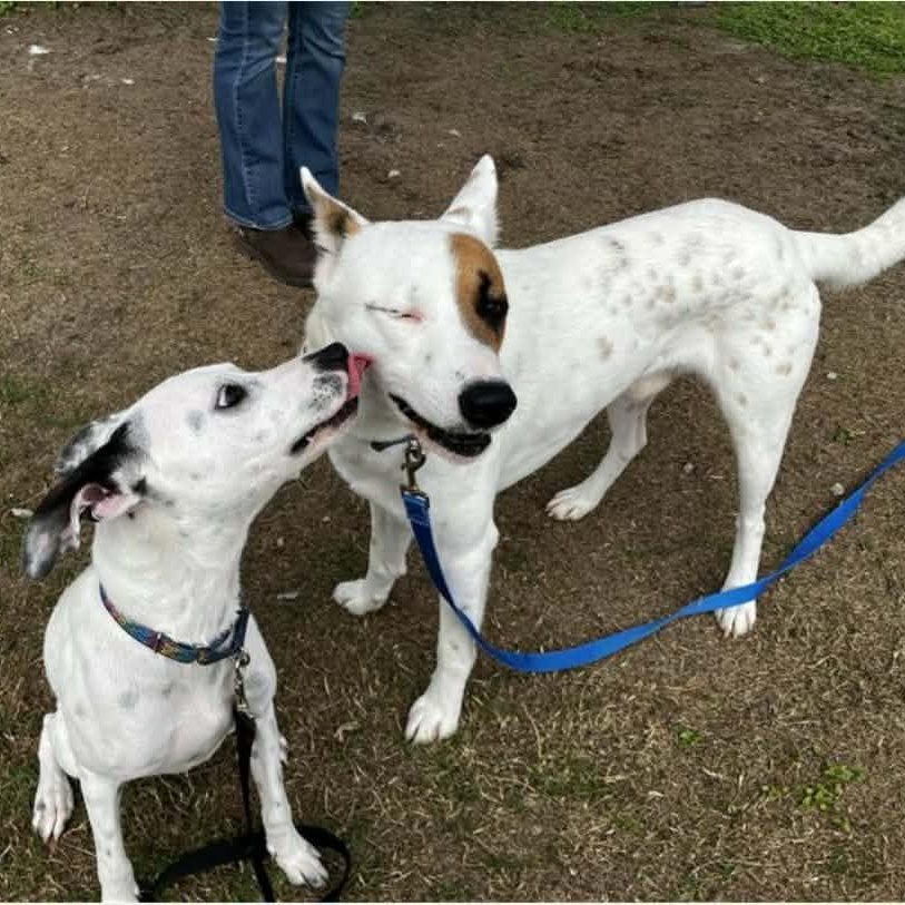 Enlarge Honey Pie - The Social Butterfly, an adopted mixed breed in Seattle, WA image 2/6