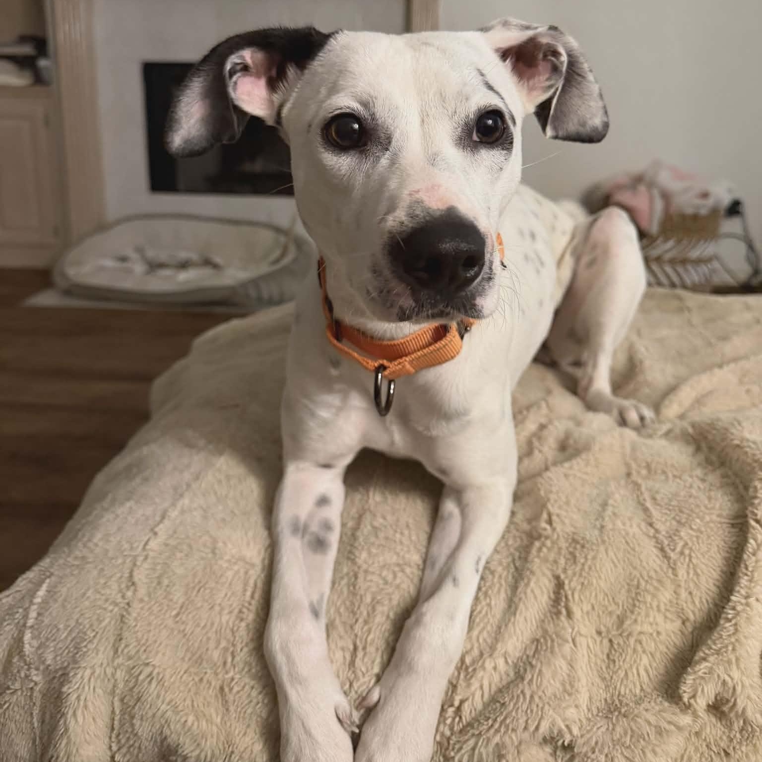 Enlarge Honey Pie - The Social Butterfly, an adopted mixed breed in Seattle, WA image 1/6