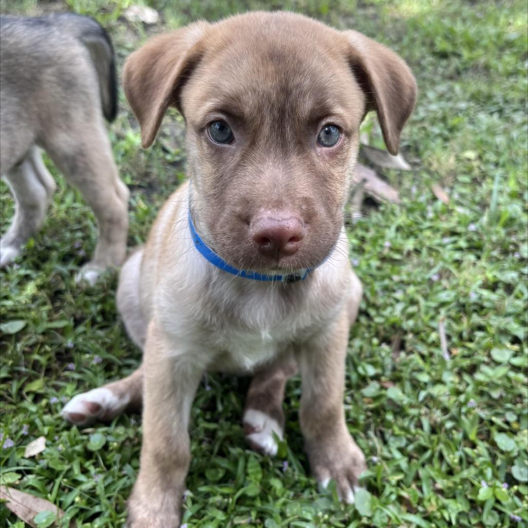 Enlarge CASPER, a Adoptable Shepherd in Wellington, FL image 1/3