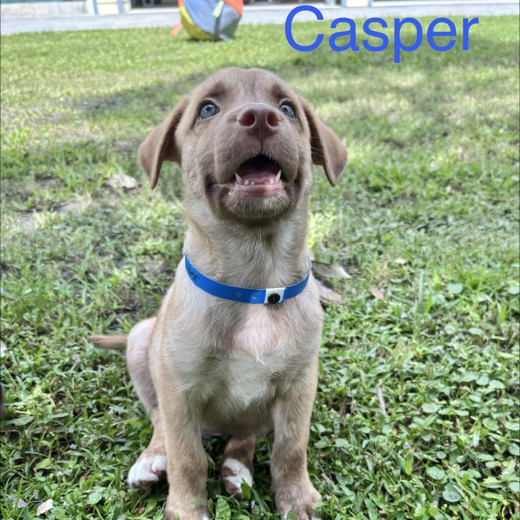 Enlarge CASPER, a Adoptable Shepherd in Wellington, FL image 3/3
