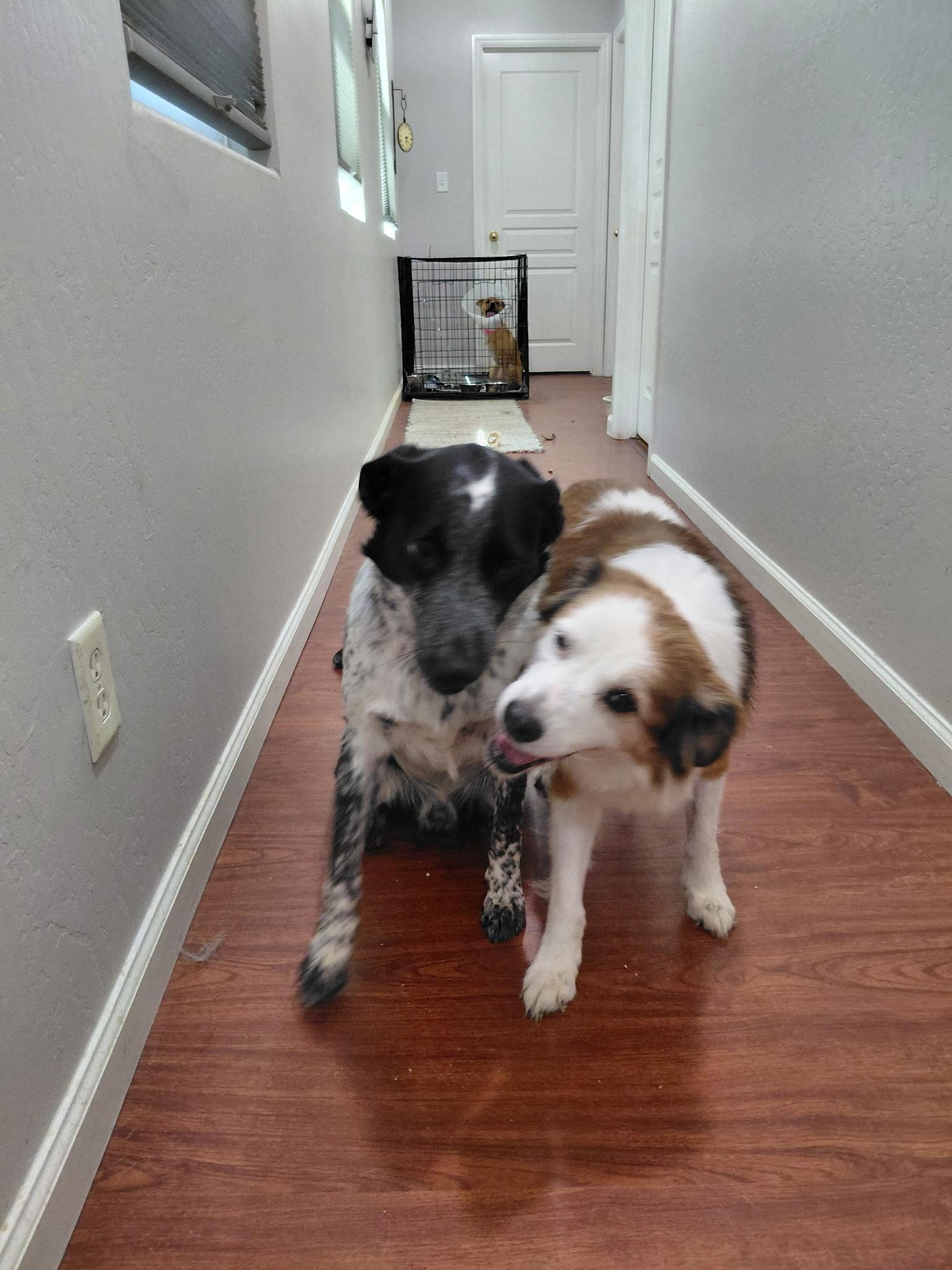 Scooter, Adoptable, Young Male Australian Cattle Dog / Blue Heeler.