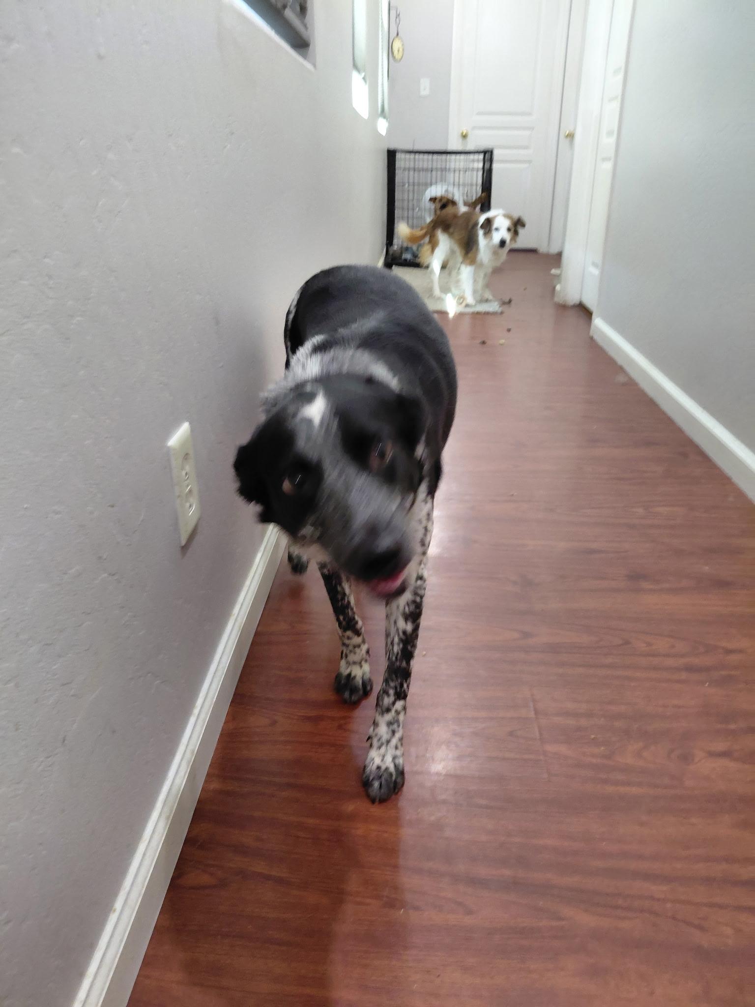 Scooter, a Adoptable Australian Cattle Dog / Blue Heeler in Oakland, CA image 2/3