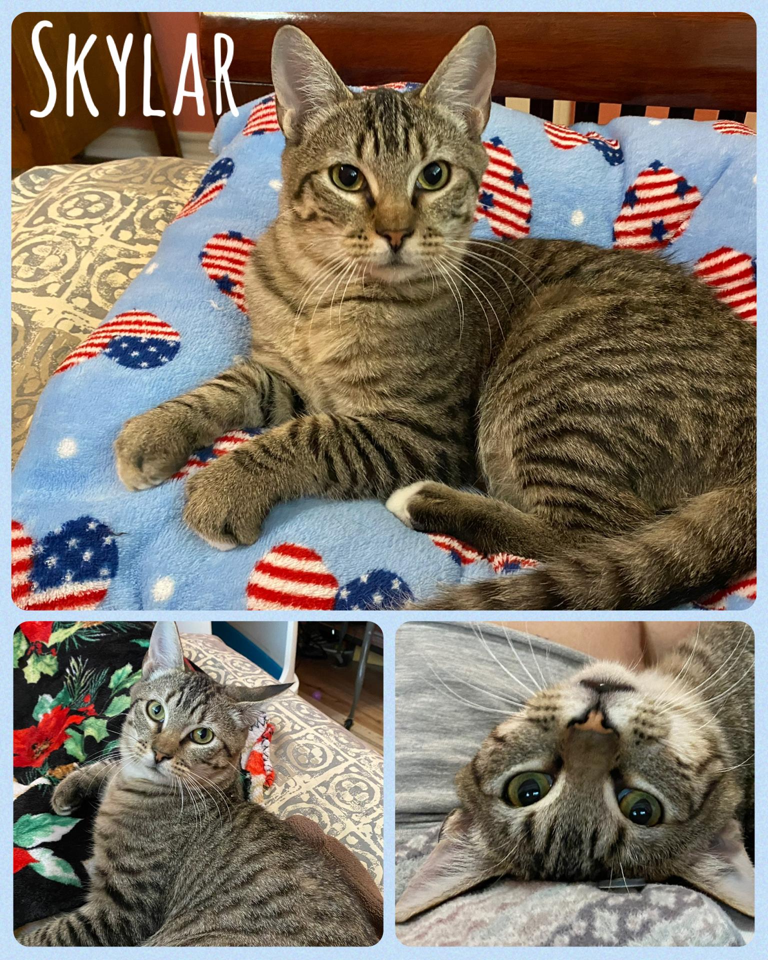 Skylar, Adoptable, Young Male Tabby.