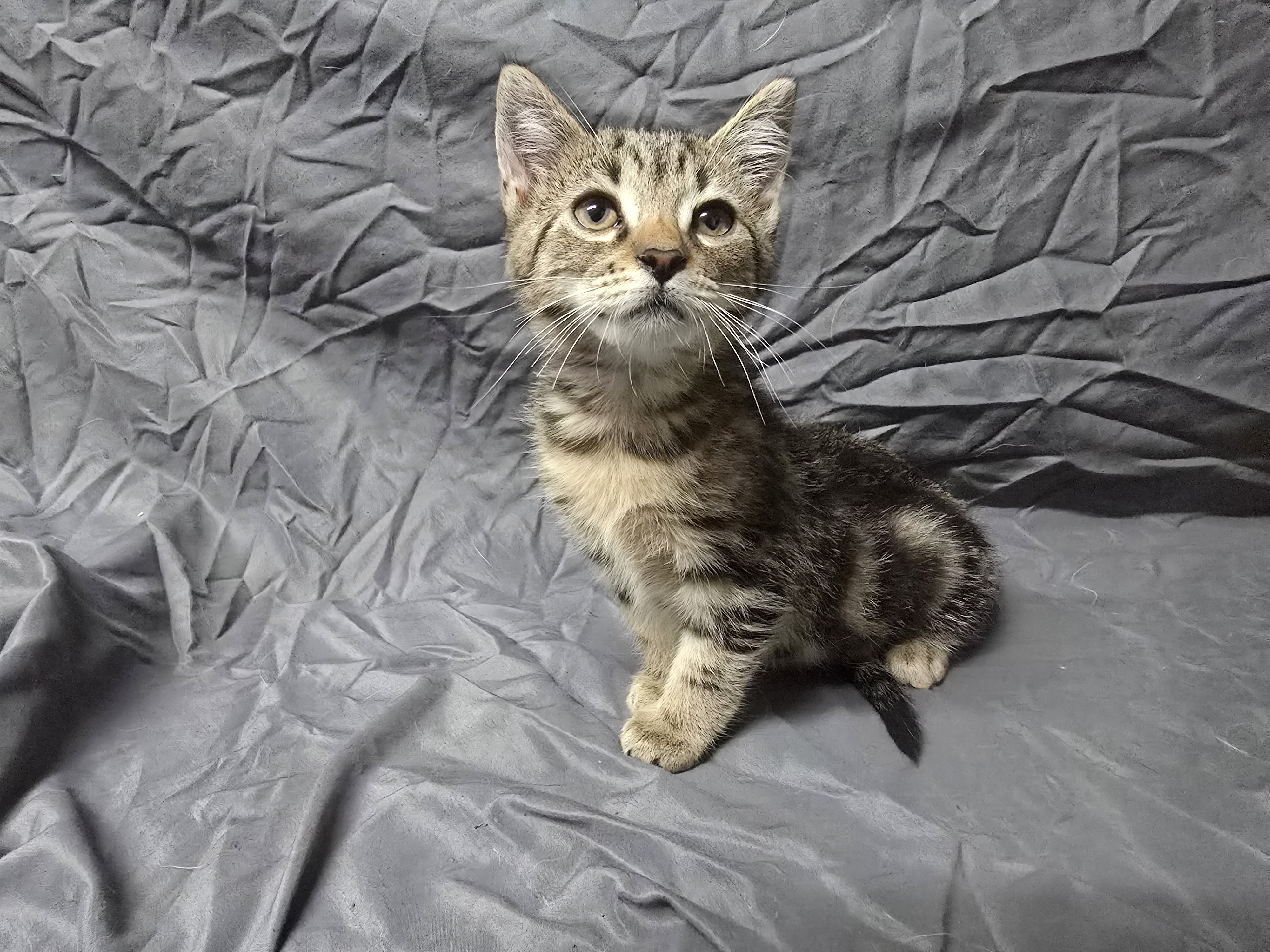 Enlarge Maple, a Adopted Domestic Short Hair in Saylorsburg, PA image 2/5