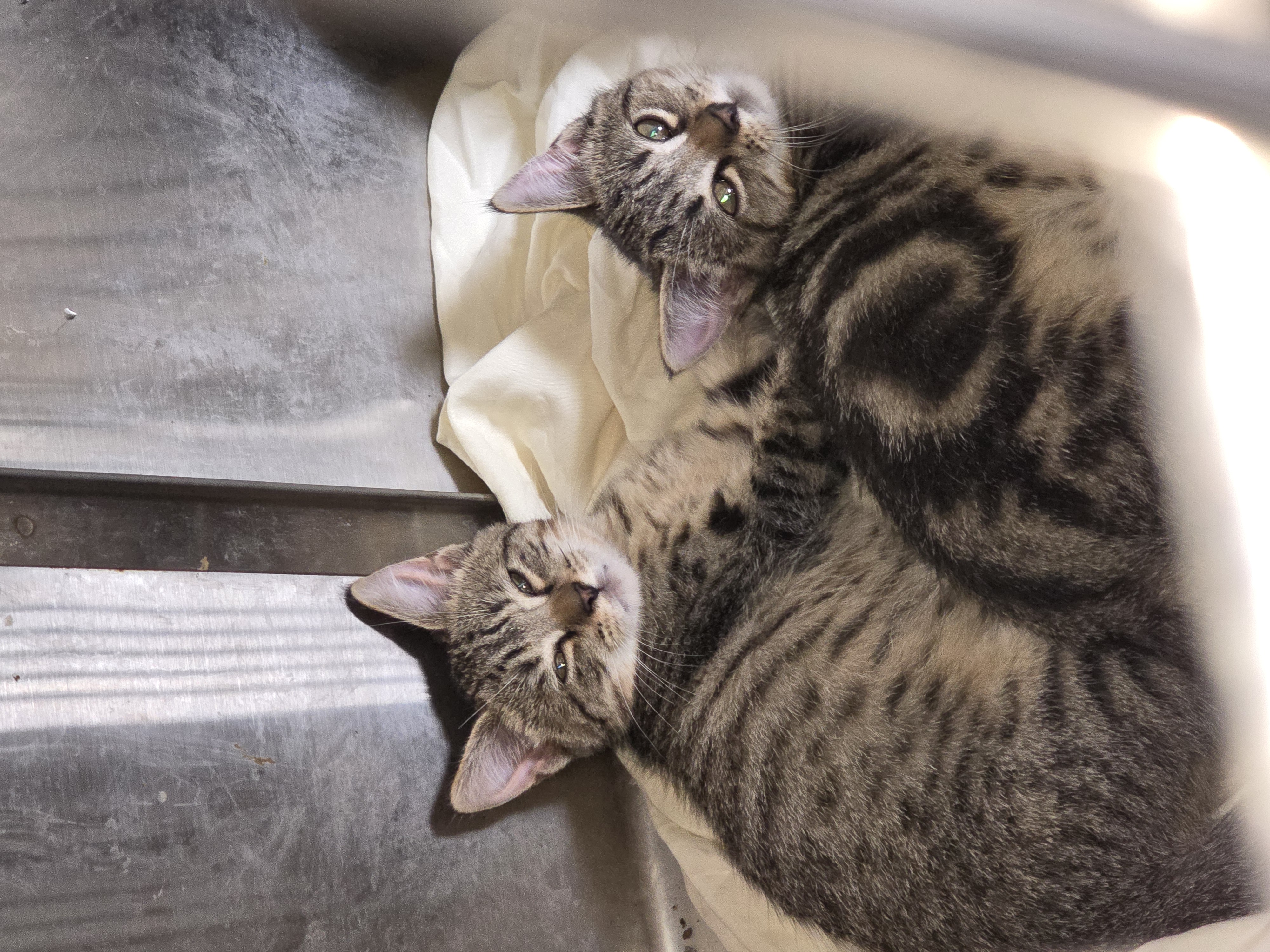 Enlarge Maple, a Adopted Domestic Short Hair in Saylorsburg, PA image 3/5