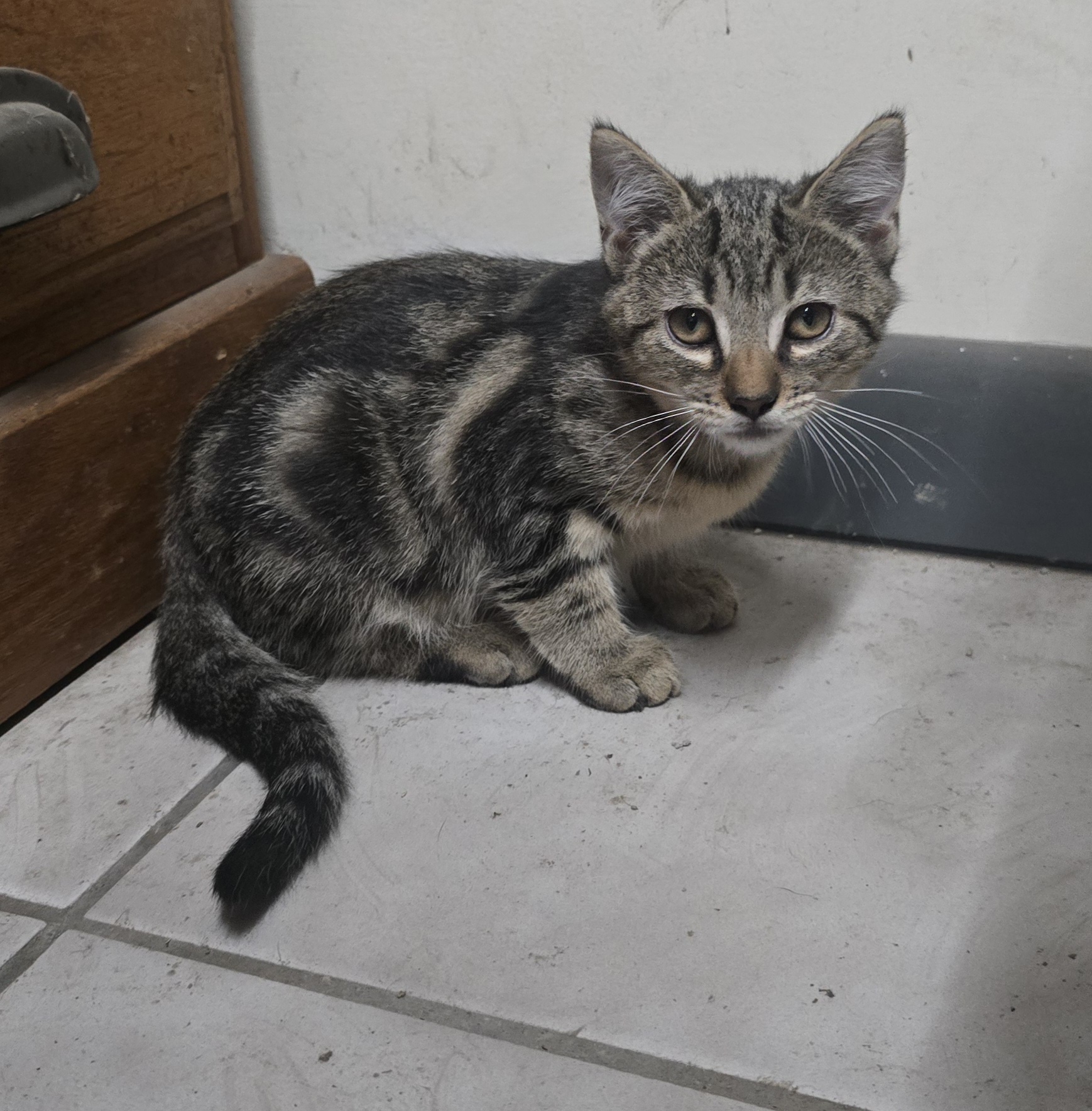 Maple, Adopted, Kitten Male Domestic Short Hair.