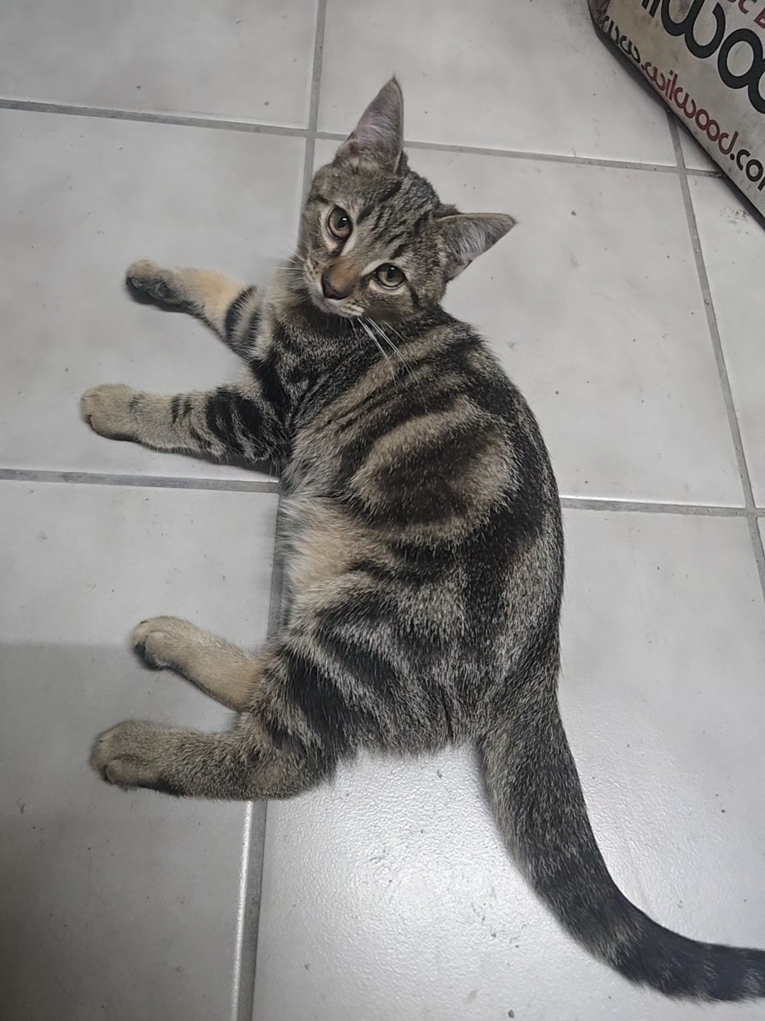 Enlarge Maple, a Adopted Domestic Short Hair in Saylorsburg, PA image 1/5