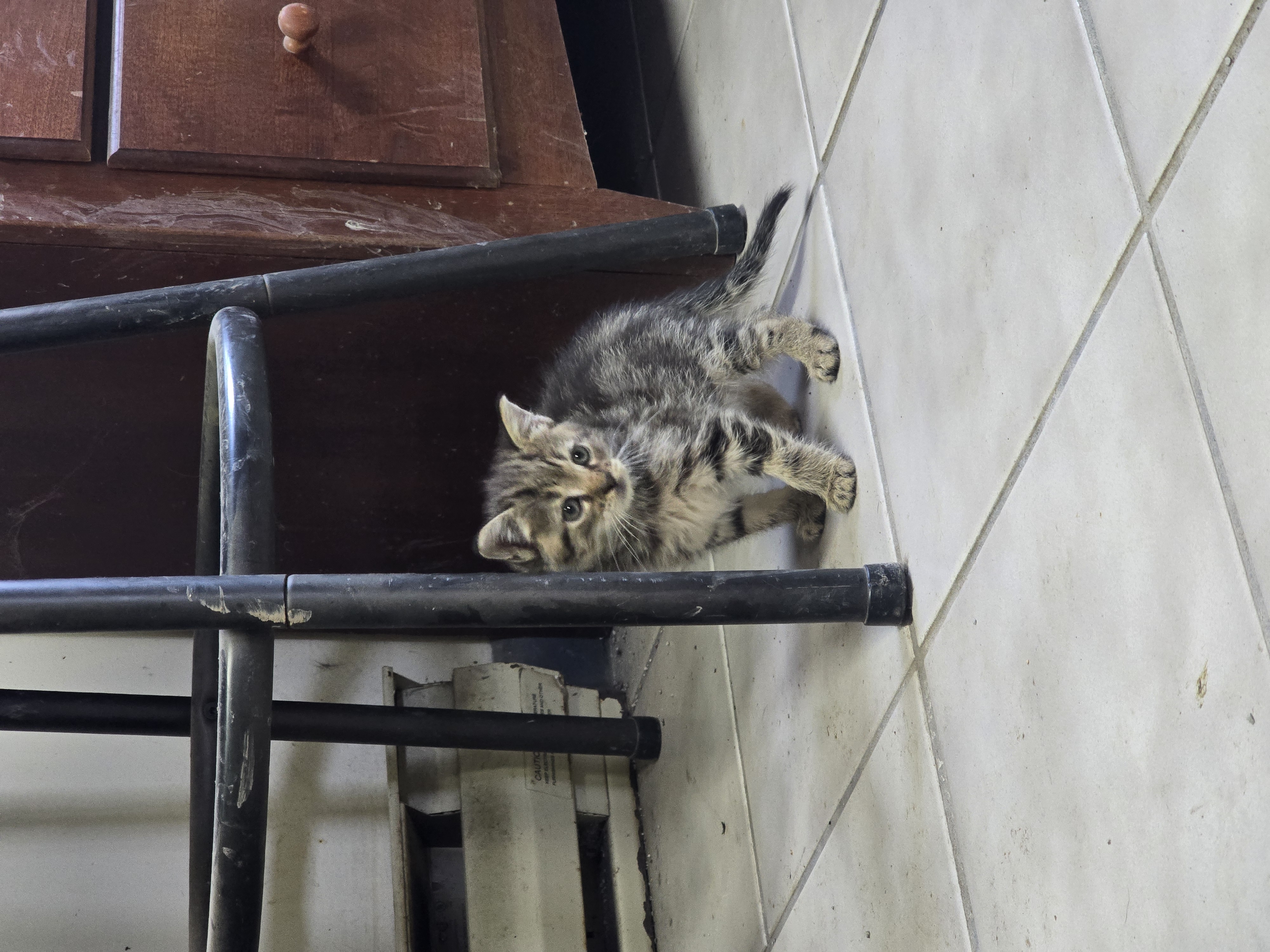 Enlarge Maple, a Adopted Domestic Short Hair in Saylorsburg, PA image 5/5